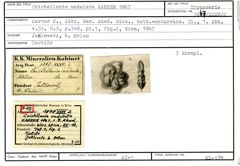 Karteikarte zum Syntyp von Cristellaria undulata Karrer, 1867